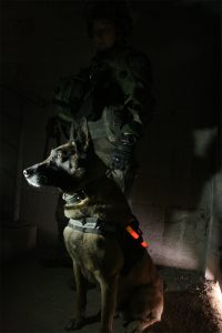 use luminous marking on dogs for tactical operations