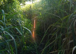 piquet métallique support pour bâton lumineux dans végétation dense